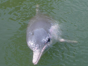 Chinesischer Weißer Delfin
