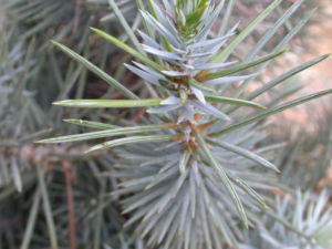 Zweig mit einnadeligen Kurztrieben der Einblättrigen Kiefer (Pinus monophylla).