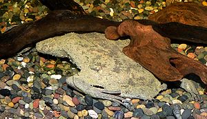 Große Wabenkröte (Pipa pipa)