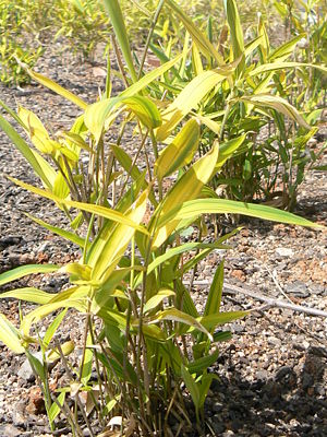 Arundinaria viridistriata (Parc de Vallparadís, Terrassa, Spanien)