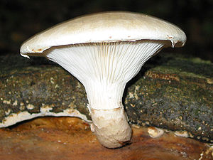 Pleurotus dryinus JPG1.jpg