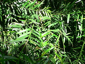 Schlankes Afrogelbholz (Afrocarpus gracilior)