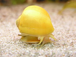 Apfelschnecke