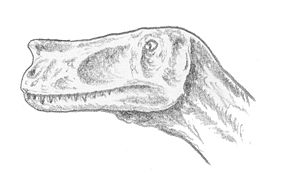 Kopfrekonstruktion von Proceratosaurus bradleyi
