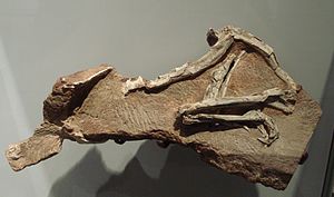 Fossil von Procompsognathus triassicus im Staatlichen Museum für Naturkunde Stuttgart.