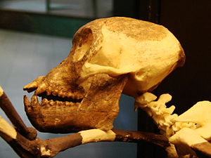 Proconsul skull side left (University of Zurich).JPG