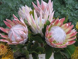 Königs-Protea (Protea cynaroides)