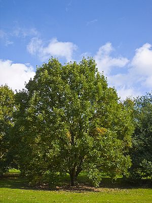 Zweifarbige Eiche (Quercus bicolor)