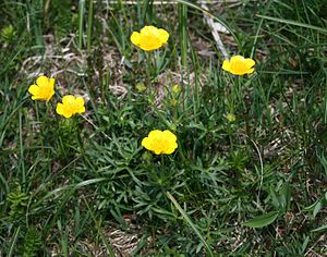 Ranunculus carinthiacus 2.jpg