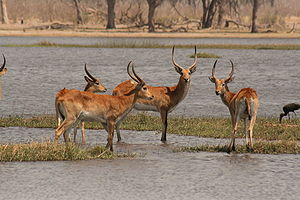 Rote Lechwes (Kobus leche leche) im Okavangodelta