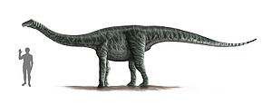 Lebendrekonstruktion von Rinconsaurus caudamirus, mit einem Menschen als Größenvergleich.