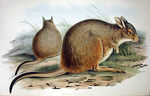 Zottel-Hasenkänguru (Lagorchestes hirsutus),  Zeichnung von John Gould