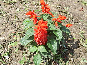 Feuersalbei (Salvia splendens)