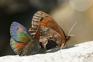 Schillernder Mohrenfalter, Erebia tyndarus.JPG