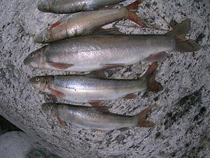 Schizothorax aus dem Ghori River / Pithoragarh District, in Indien, vermutlich S. plagiostomus oder S. richardsonii.