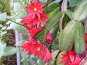 Schlumbergera gaertneri.JPG