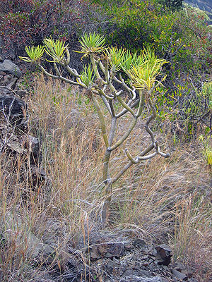 Senecio neriifolia La Palma.jpg