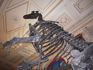 Skelettrekonstruktion von Iguanodon im Naturhistorischen Museum Wien