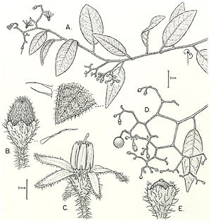 Zeichnung aus der Erstbeschreibung von Solanum aspersum