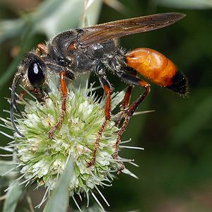 Heuschreckensandwespe (Sphex funerarius)