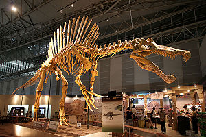 Spinosaurus, Skelettrekostruktion