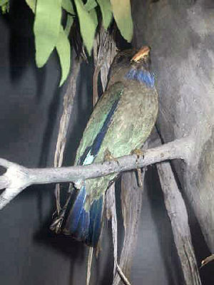 Dollarvogel (Eurystomus orientalis)