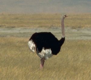 Afrikanischer Strauß ♂ (Struthio camelus)