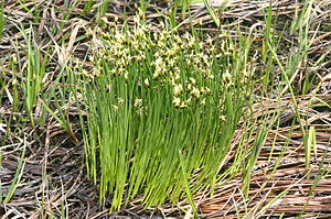 Trichophorum cespitosum (Rasen-Haarbinse) IMG 2947.jpg
