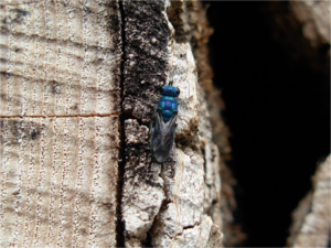 Blaue Goldwespe (Trichrysis cyanea)