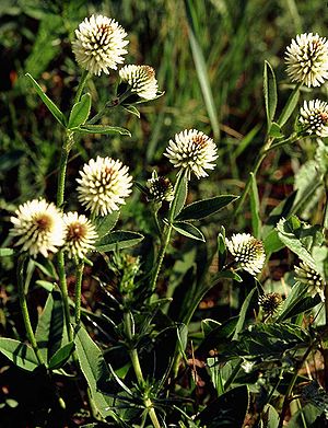 Berg-Klee (Trifolium montanum)