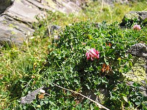 Rasiger Klee (Trifolium thalii)