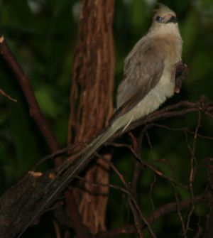 Blaunacken-Mausvogel (Urocolius macrourus)