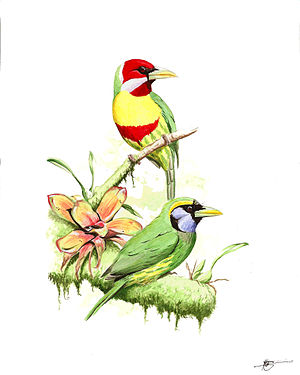 Paar Bunt-Bartvögel (Eubucco versicolor), oben Männchen, unten Weibchen