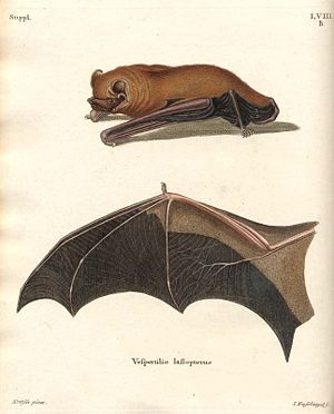 Riesenabendsegler aus Die Säugethiere in Abbildungen nach der Natur mit Beschreibungen von J.C. von Schreber