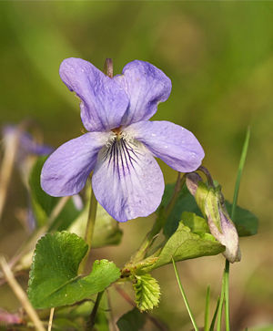 Bayerisches Veilchen (Viola × bavarica)