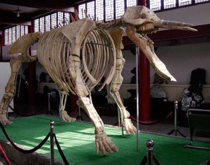 Platybelodon-Skelett