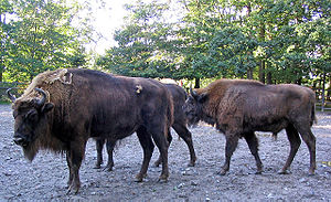 Wisente (Bison bonasus) im Tierpark