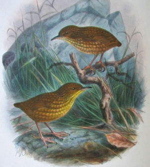 Stephenschlüpfer (Xenicus lyalli)Illustration John Gerrard Keulemans, aus A History of the Birds of New Zealand, 1905