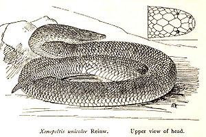 Regenbogen-Erdschlange (Xenopeltis unicolor), Zeichnung von 1915 aus The reptiles of the Indo-Australian archipelago.