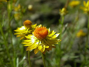 Xerochrysum viscosum