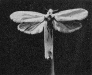 Yucca Moth.jpg