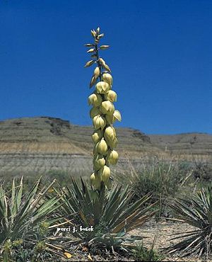 Yucca harrimaniae subsp. gilbertiana im Mai in Blüte in Utah