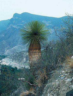 Alte Pflanze von Yucca queretaroensis im Mai in Mexiko