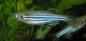 Zebrabärbling (Danio rerio)