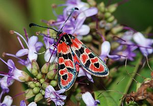 Bergkronwicken-Widderchen (Zygaena fausta)