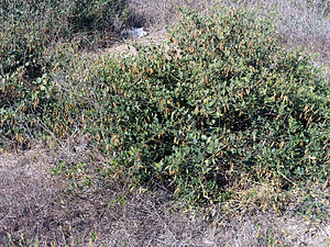 Bohnenähnliches Jochblatt (Zygophyllum fabago)