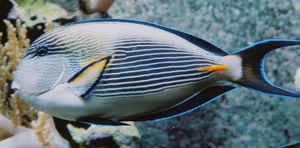 Arabischer Doktorfisch (Acanthurus sohal)