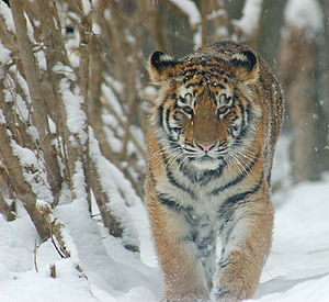 Sibirischer Tiger (Jungtier)
