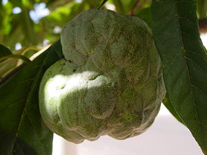 Zimtapfel (Annona squamosa)