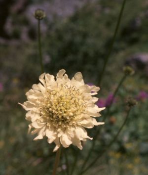 Riesen-Schuppenkopf (Cephalaria gigantea), Blütenstand.